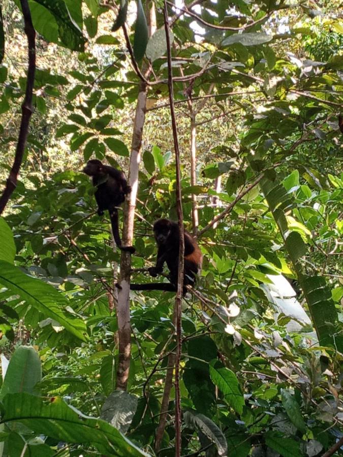 Jungle Paunch Villa Bocas Town Ngoại thất bức ảnh