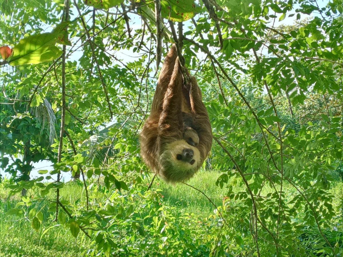 Jungle Paunch Villa Bocas Town Ngoại thất bức ảnh