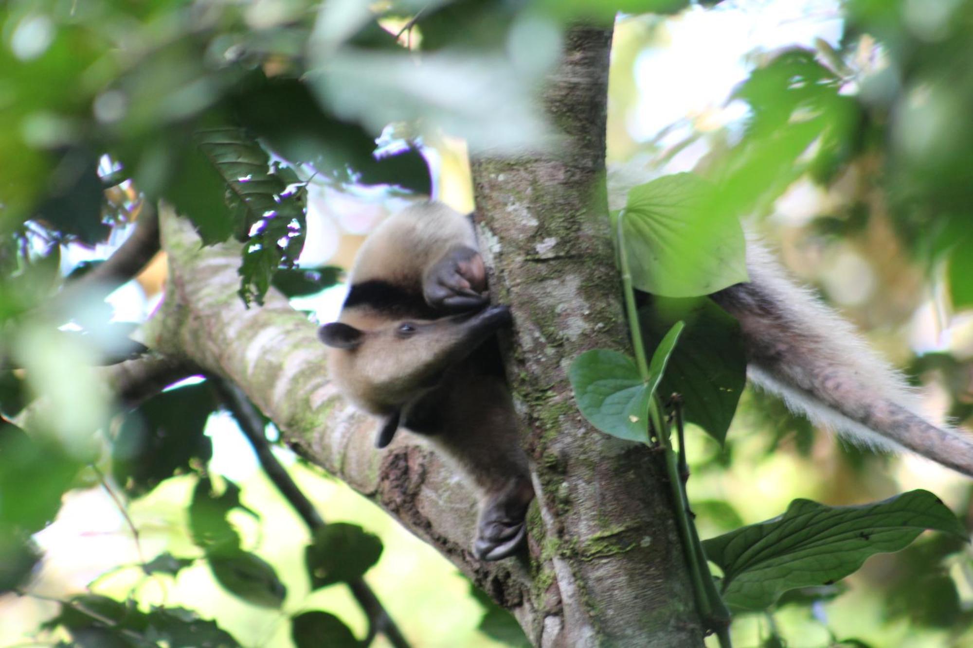 Jungle Paunch Villa Bocas Town Ngoại thất bức ảnh