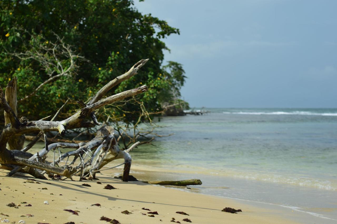 Jungle Paunch Villa Bocas Town Ngoại thất bức ảnh