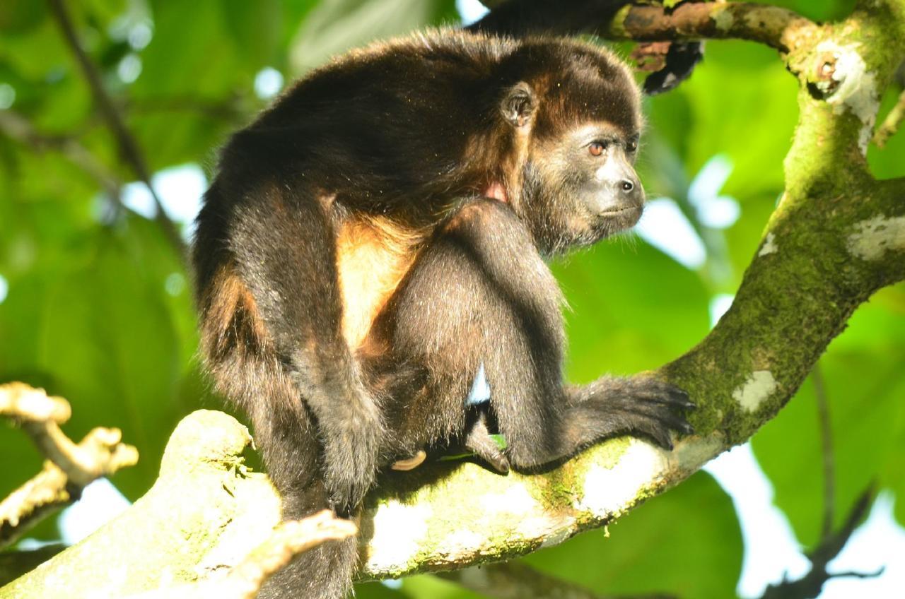 Jungle Paunch Villa Bocas Town Ngoại thất bức ảnh